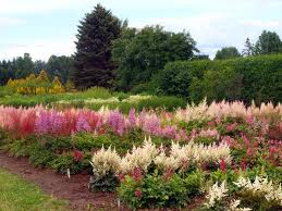 Salaspilī notiks Starptautiskā augu diena un NBD stādu gadatirgus