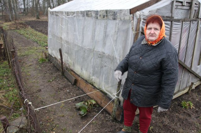 Tulpju pirmie asni jau parādījušies