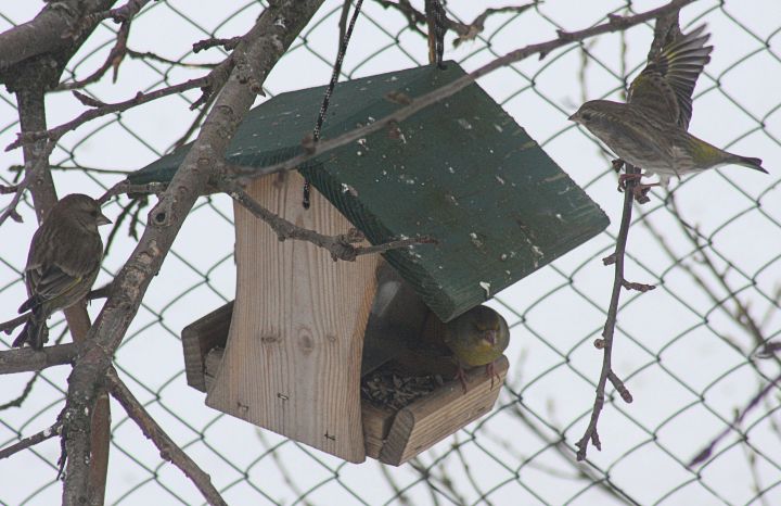 Putniem īsti nav, kur dēties