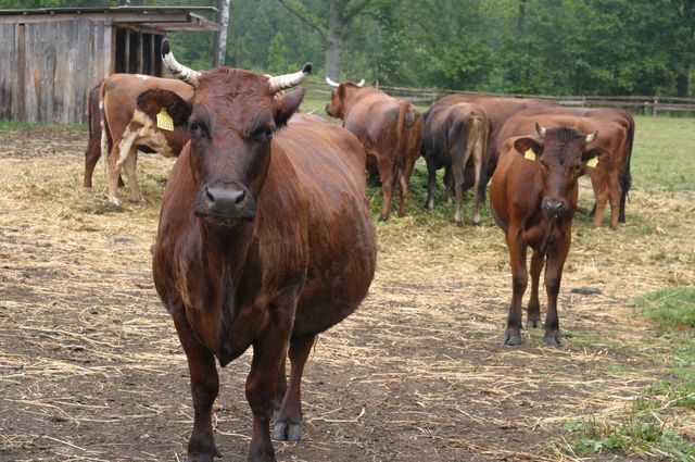 Arī Tukuma rajona zemnieki šodien piedalīsies protesta akcijā