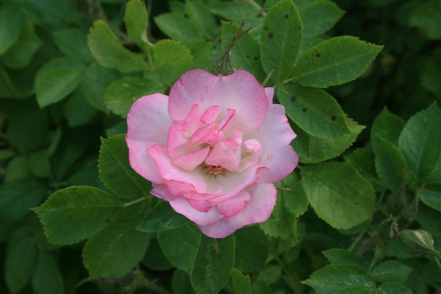 Zied vietējās selekcijas rožu kolekcija