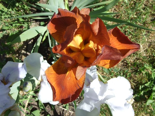 DZIEDINĀŠANAS UN PRIEKA  SAPULCE