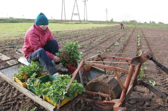 Zemenes ar rokām aprauš