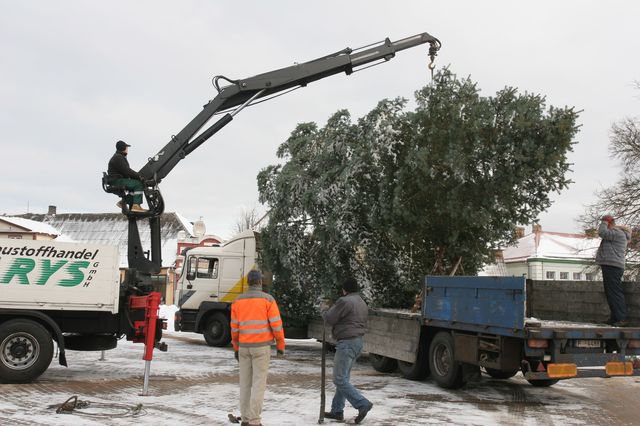 Tukuma egle – mājās! /FOTOREPORTĀŽA/