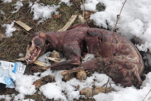 Dzīvnieku līķi Tukuma pievārtē