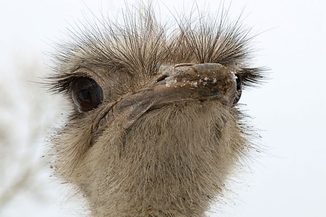 No Ozolpils muižas aizmucis strauss /papildināts viss teksts/