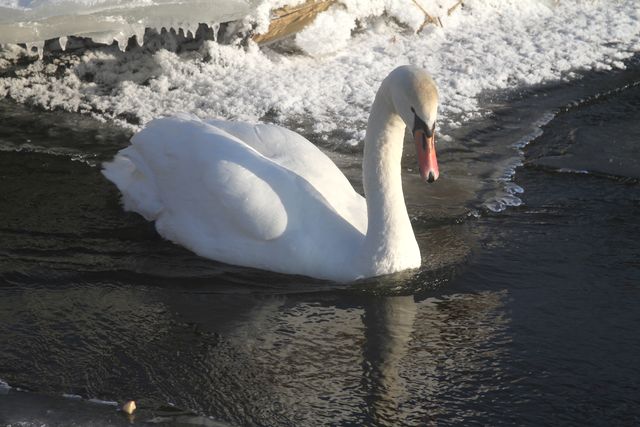 Kā tukumnieki savu gulbi glāba