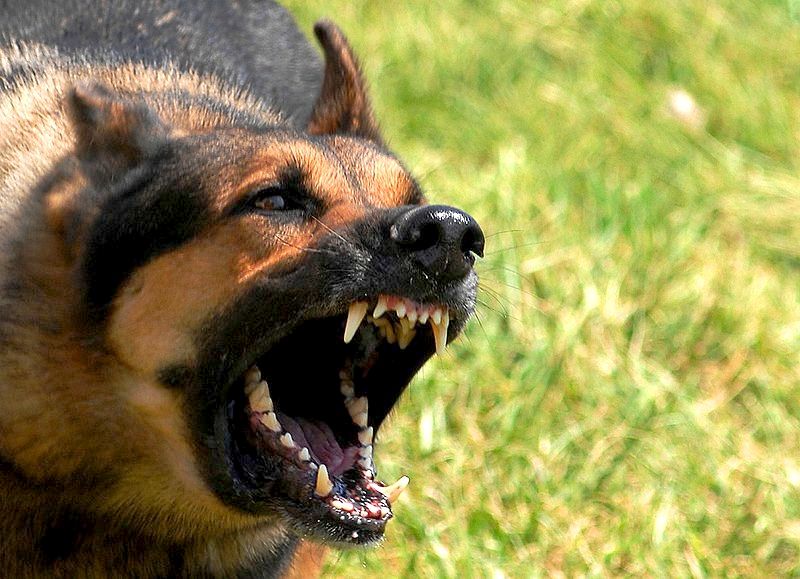 Suņi Talsu ielā sakož trīsgadīgu meitenīti