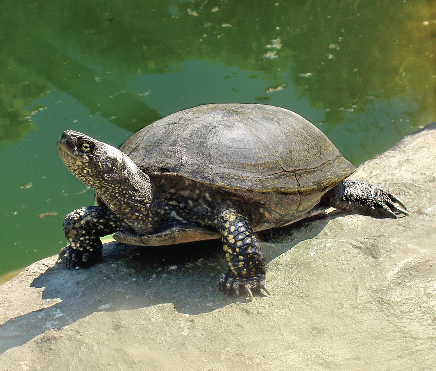 Черепахи в озерах. Колхидская Болотная черепаха. Европейская Болотная черепаха. Среднеазиатская Болотная черепаха. Европейская Болотная черепаха (Emys orbicularis).