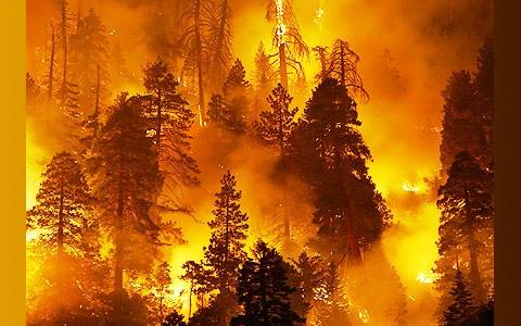 Latvijā sācies mežu ugunsnedrošais periods