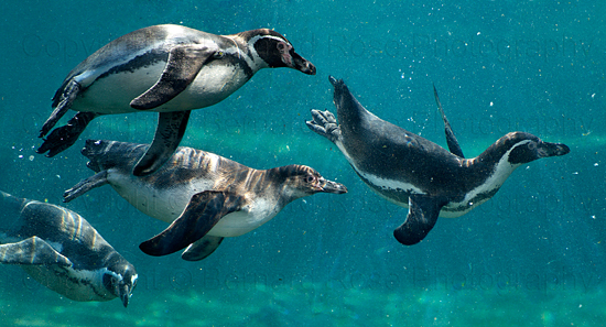 Rīgas ZOO viesos ieradušies 14 Humbolta pingvīni