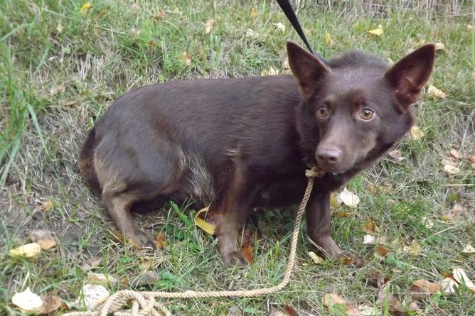 Lauku nostūrī piesien suneni, kurai tūlīt dzims kucēni