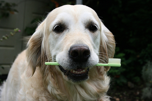 74 veterinārās klīnikas bez maksas konsultēs par suņu zobu stāvokli