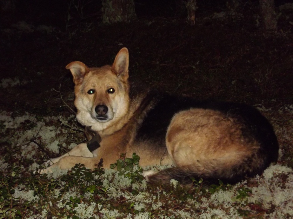 Kur tu esi, mans saimniek?!