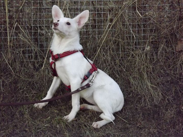 Tukuma dzīvnieku patversme martā