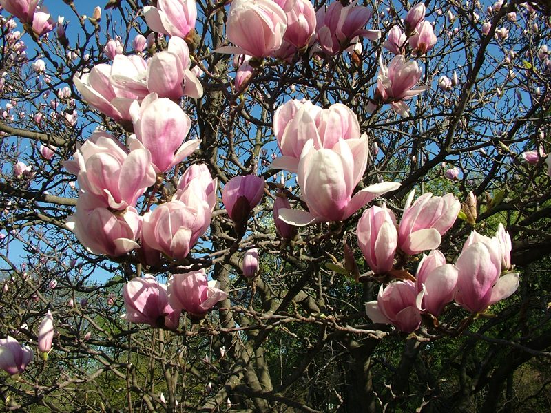 Lieldienās LU Botāniskajā dārzā plaukst magnolijas