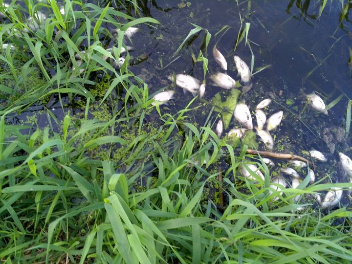 No «Jaunpils pienotavas» Ķimšu ūdenskrātuvē noplūst piesārņojums un iet bojā zivis  /PAPILDINĀTS/