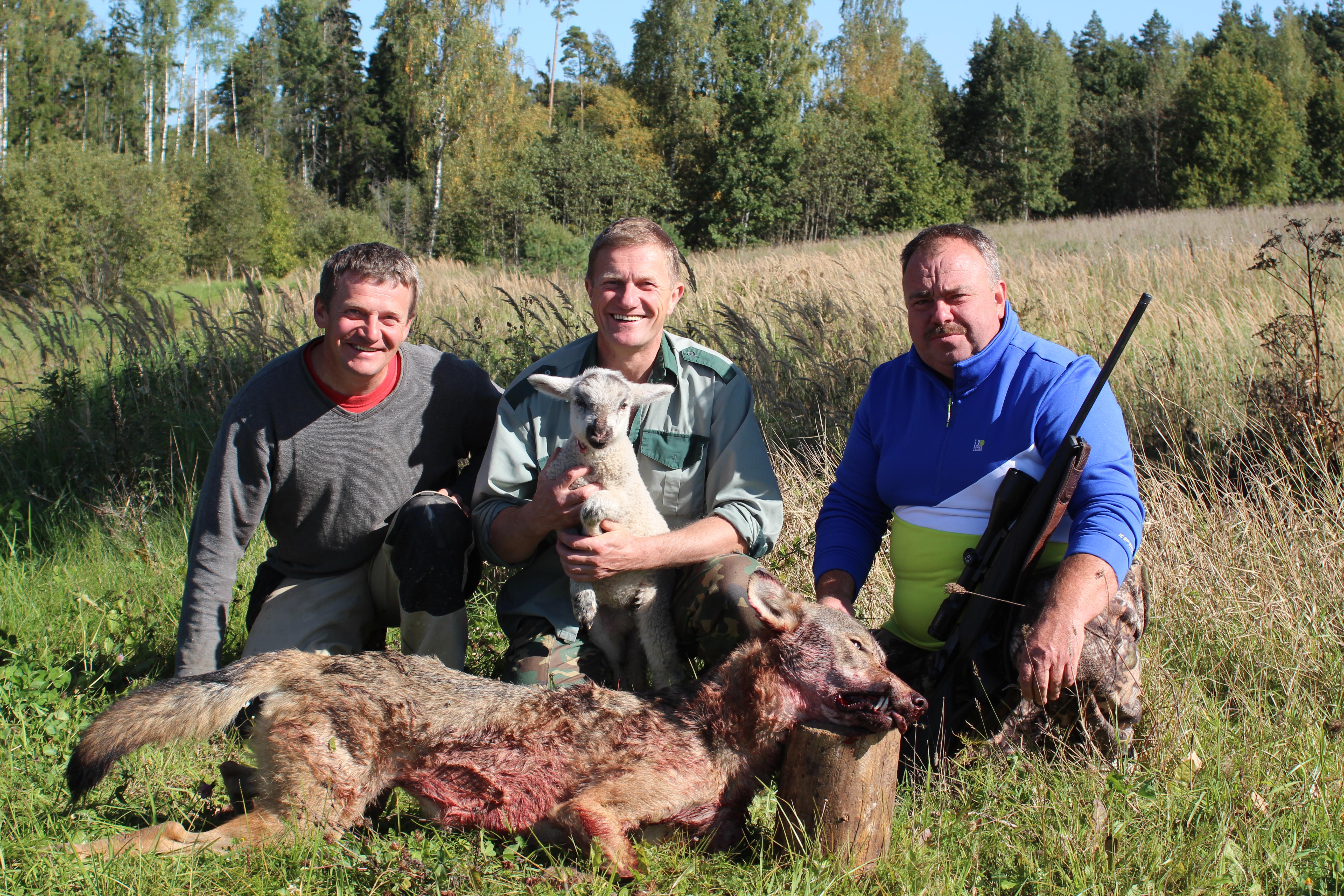 Aizdzires pusē nomedīts vilks, kurš bijis ceļā uz Kandavu