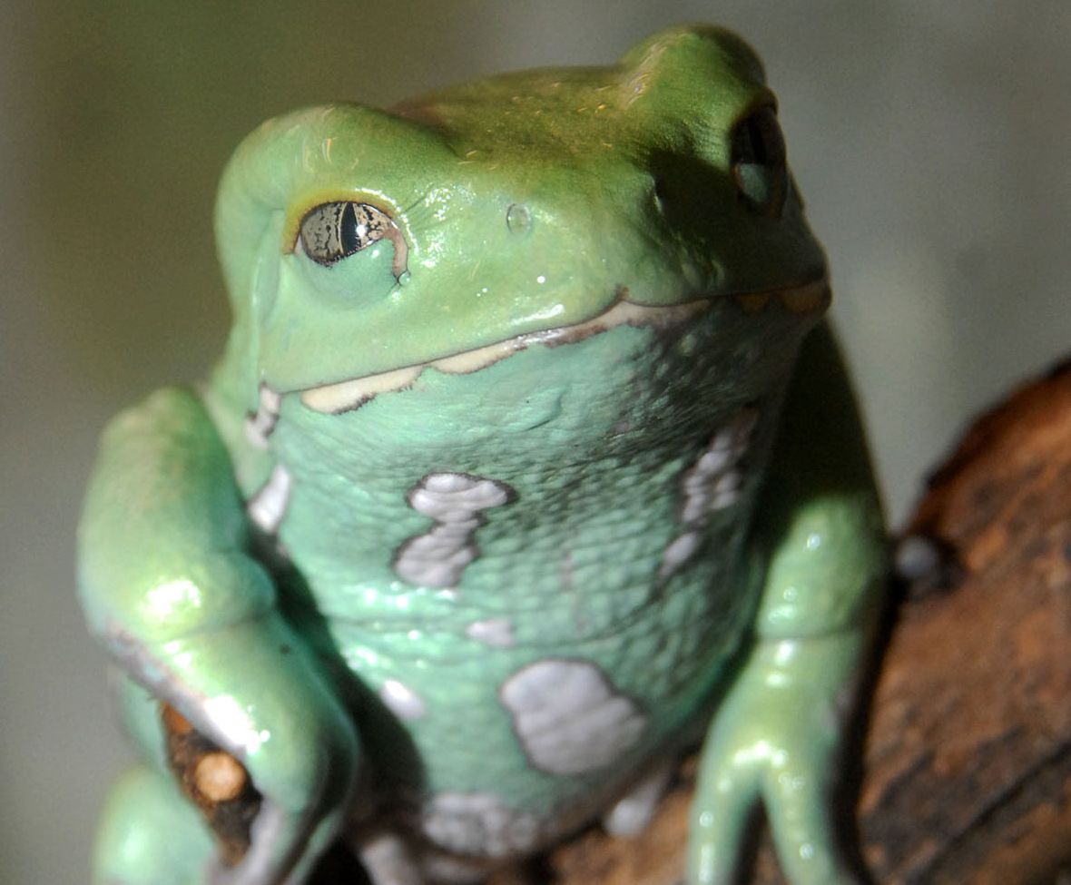 Uz zoodārzu aicināti tie, kuru vārds vai uzvārds saistīts ar dzīvnieku pasauli