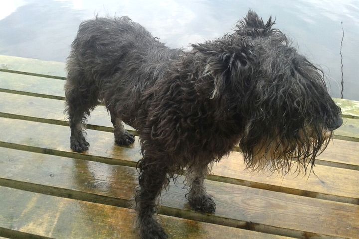 Veļķos pazudušais suns atradies! Paldies iedzīvotājiem!