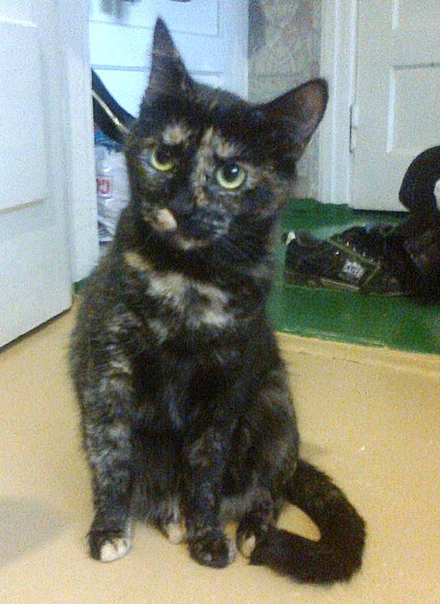 Tukumā pazudusi kaķenīte Mikiņa