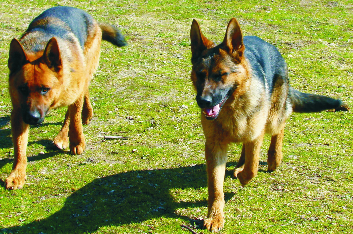 Sēmē pazuduši divi suņi