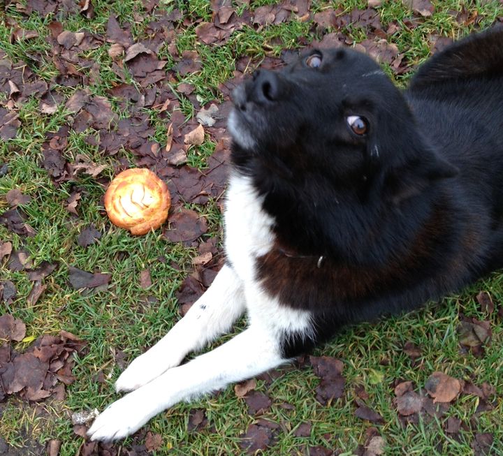 Dzirciemā nozagts suns!