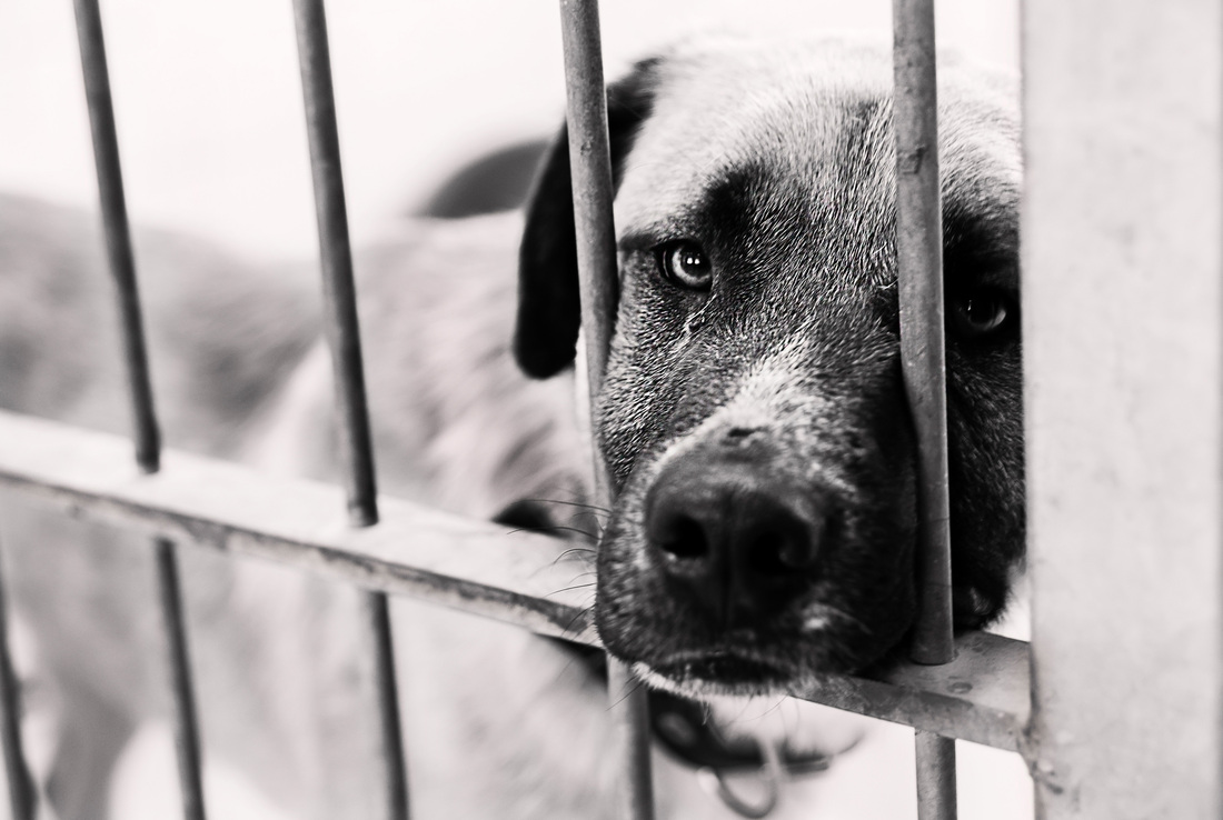 Slavenības piedalīsies labdarības akcijā četrkājaino draugu atbalstam