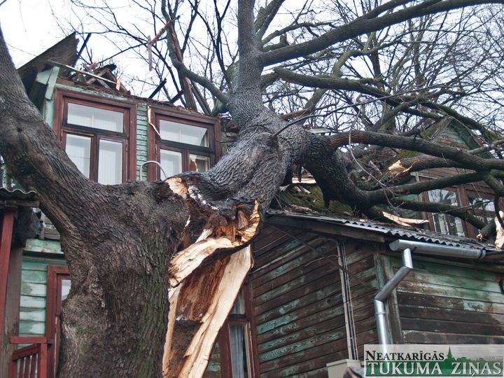 Lūstošs koks sagrauj mājas jumtu Tukumā /papildināts/