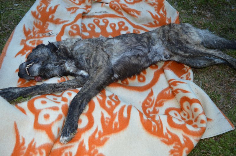 Tukuma patversme meklē Vecmoku mežā atstātā suņa saimnieku