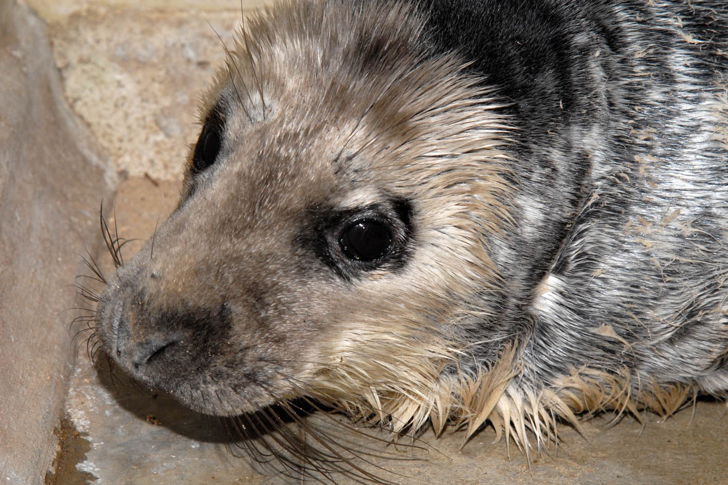 Ko darīt, ja piekrastē sastopies ar ronēnu?