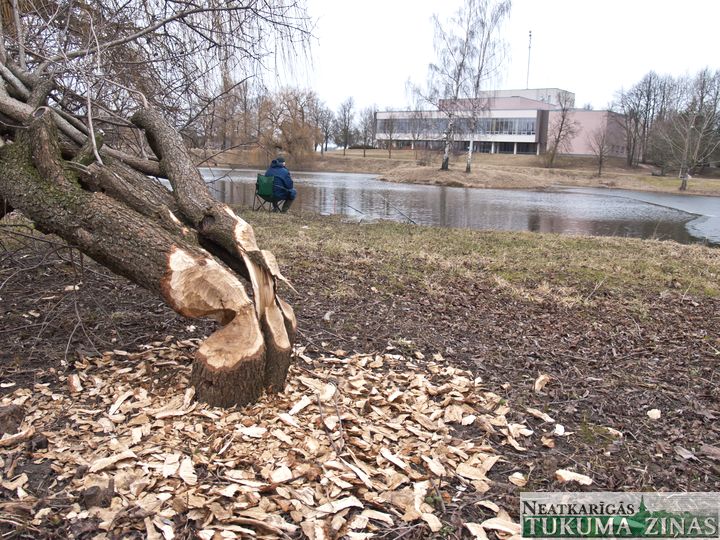 Slampē mēģina sadzīvot ar bebriem