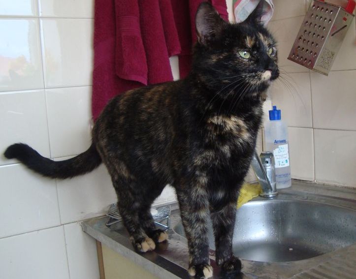 Tukumā noklīdis kaķis atrodas pēc 145 dienām