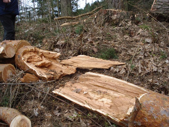 Kas zāģē Veļķu priedes?