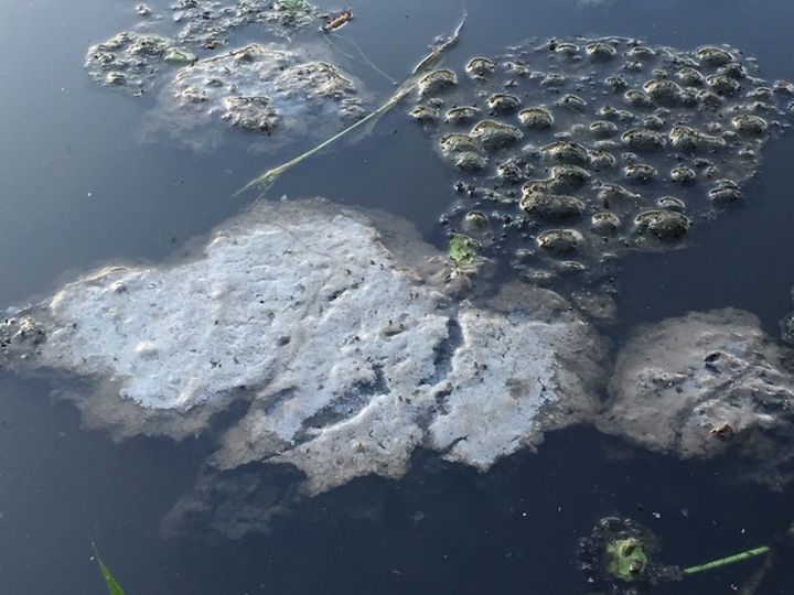 Piesārņotie notekūdeņi nonāk Dzirnavu ezerā