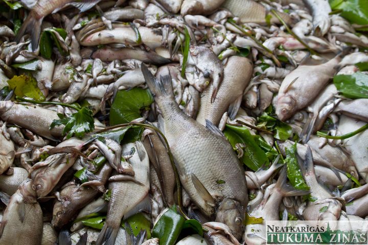Šlokenbekas ezerā vāc beigtās zivis. Uzsākts kriminālprocess /FOTO/ papildināts/