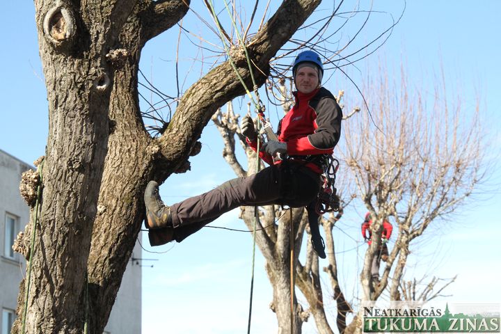 Koku kopšana Tukumā jāpabeidz līdz 15. aprīlim