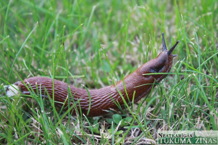 Dārzus apsēduši Spānijas kailgliemeži