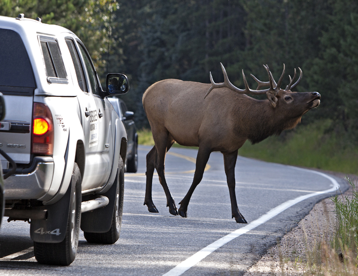 Sākoties staltbriežu un aļņu riesta laikam, aicina šoferus būt piesardzīgiem