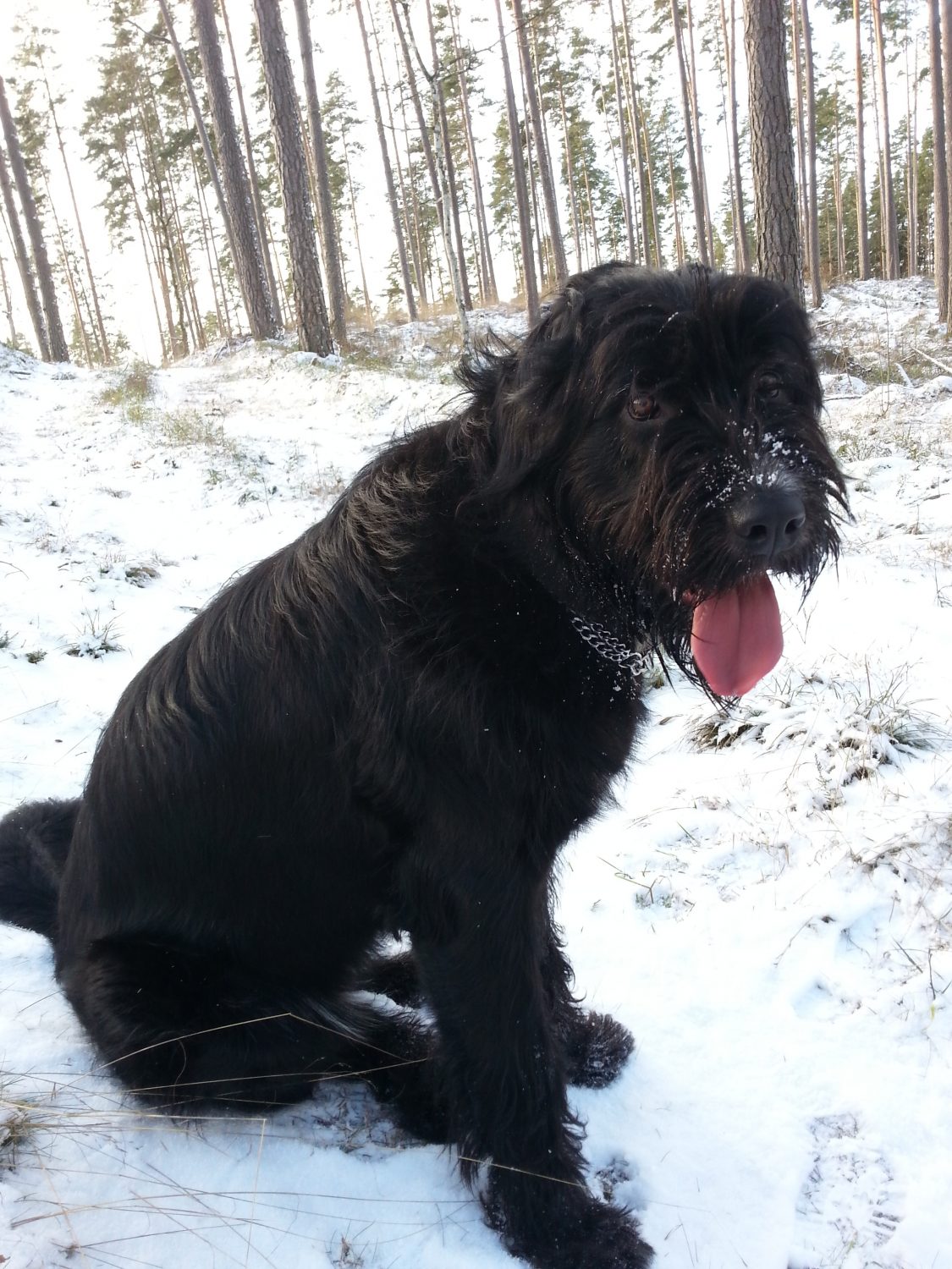 Saimnieki meklē Tukumā pazudušu suni