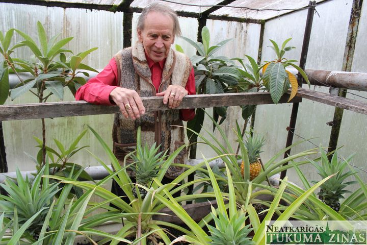 Tukumniekam izdevies izaudzēt ananasu