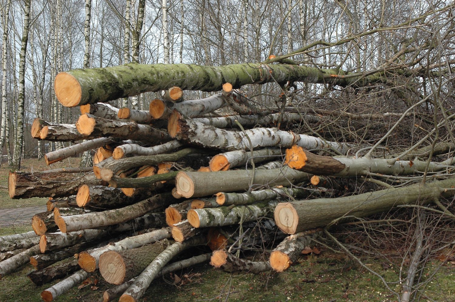 Vānes pagastā patvaļīgi zāģēti koki