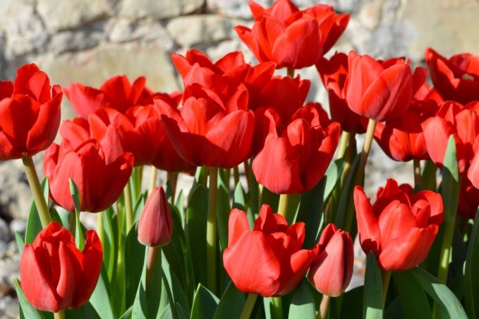 Nīderlandē par godu Latvijas 100-gadei radīta tulpju šķirne ‘Latvija’