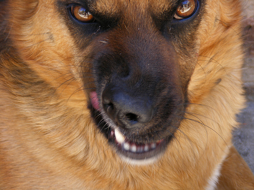 Atpūtas vietā Plieņciemā liels suns nokož Jorkšīras terjeru