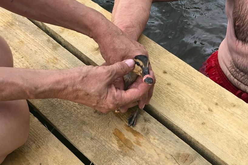 Pīlēna glābšanas operācija Melnezerā