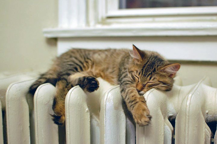 Izglābj radiatoros iesprūdušu kaķi