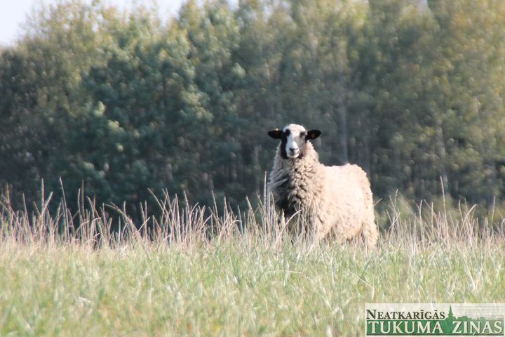 Kurš pazaudējis aitu?