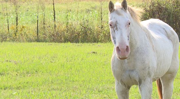 Džūkstē ugunsdzēsēji atbrīvo grāvī iekritušu zirgu