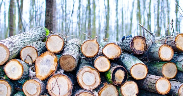 Kur putniem apmesties…