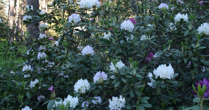 Saulrieta pastaiga dabā un kino Tukuma pusē